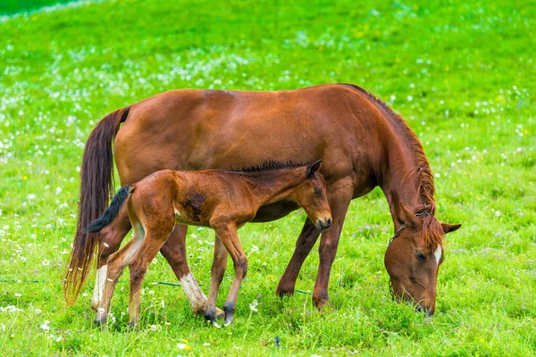 Als Huisdier Gehouden Paard Met Veulen Grazen Een Groene Weide — Stockfoto