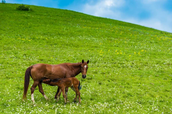 Brown Horse Green Juicy Meadow — Stock Photo, Image