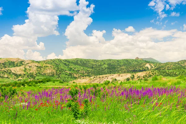 Campo Verão Com Belas Flores Roxas Nas Terras Altas Dia — Fotografia de Stock