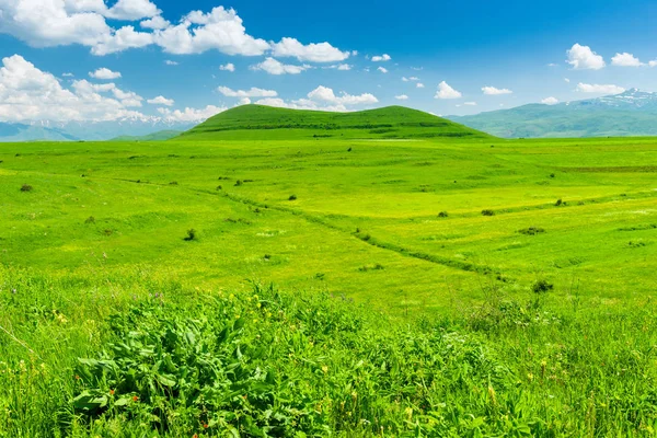 Campo Verde Exuberante Colina Cubierta Hierba Paisaje Día Soleado — Foto de Stock