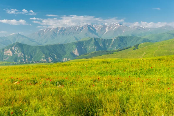 Campo Amapola Pie Una Alta Montaña Glaciar Paisaje Armenia Día —  Fotos de Stock