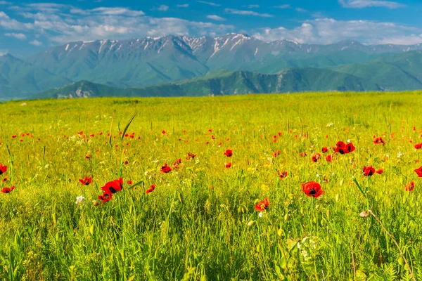 Letní Krajina Krásné Makové Pole Kvetoucí Úpatí Vysokých Ledovců Horách — Stock fotografie