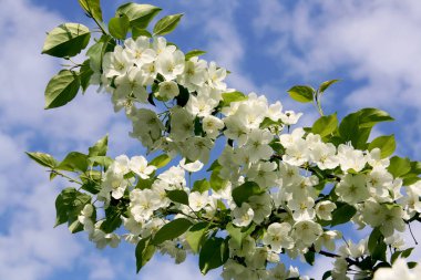 Çiçekli elma dalı mavi gökyüzüne karşı