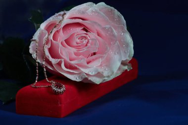 Mavi arka planda altın aksesuar ile gül