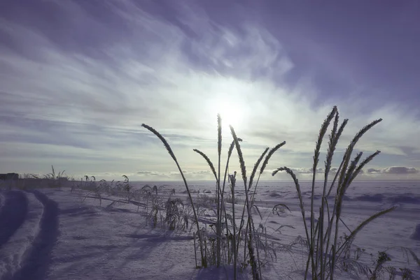 Ηλιόλουστη χειμωνιάτικη ημέρα στην ακτή της θάλασσας λευκό. Coa καλυμμένα με χιόνι — Φωτογραφία Αρχείου