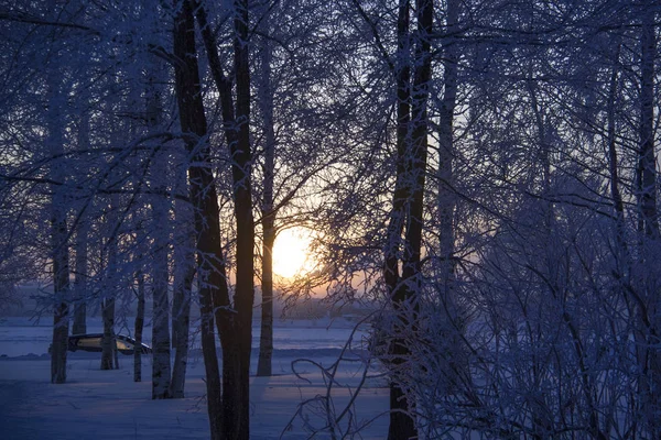 Coucher de soleil nord. Soleil dans les branches — Photo