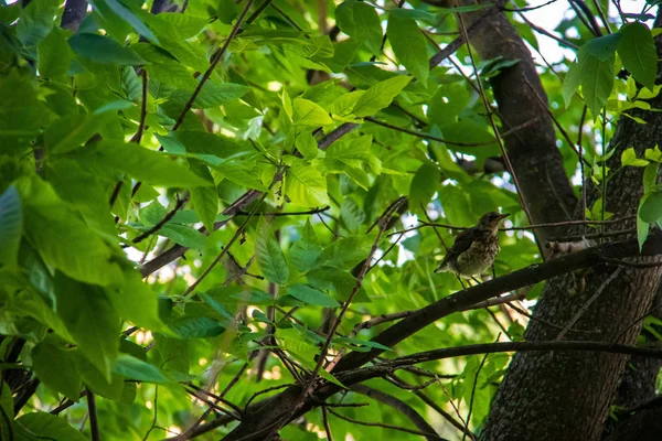 La faune. Étourneau sur les branches d'un arbre. Sur un été ensoleillé — Photo