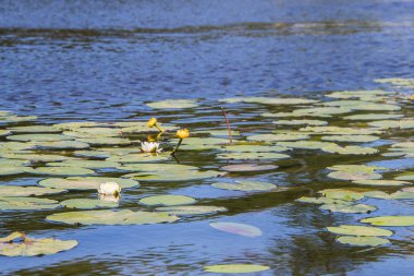 Kotorosl nehri Strelka Su bitkileri