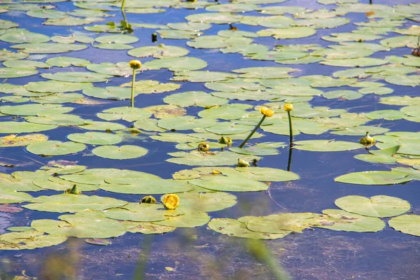 Водные растения реки Которосль — стоковое фото
