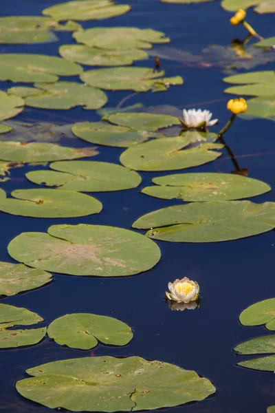 Strelka Aquatic plants of the Kotorosl river