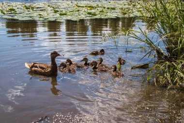 Yaroslavl Damansky adasının kıyısında Ördek