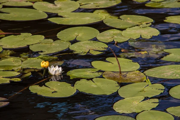 Водные растения реки Которосль — стоковое фото