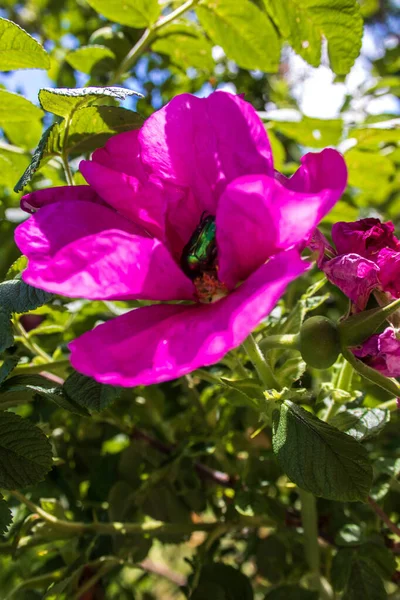 Una delicada flor de rosa silvestre. Yaroslavl. el escarabajo verde coll — Foto de Stock