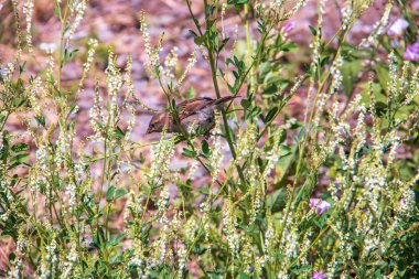 Melilotus albus Medik. Sparrows in the thickets of sweet clover  clipart