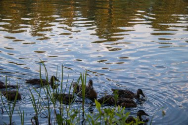 Bir kayaya eğil, mesafeye bak. Yaroslavl. Sıcak bir akşam.