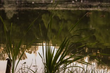 Typha. Yaroslavl. Neftyanik Park 'ta sıcak bir akşam. Park rafinerisi.