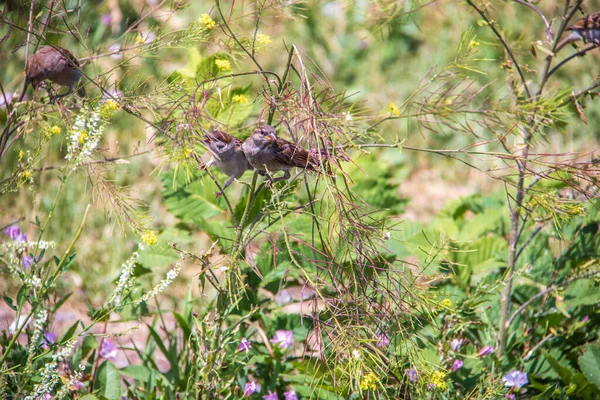 Melilotus albus Medik. Moineaux dans les fourrés de trèfle doux — Photo