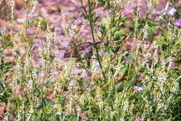 Melilotus albus Medik. Σπουργίτια στα πυκνά κλαδιά από γλυκό τριφύλλι — Φωτογραφία Αρχείου