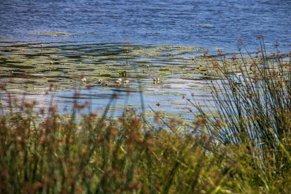Strelka Plantas acuáticas del río Kotorosl —  Fotos de Stock