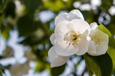 Philadelphia 'nın narin bir çiçeği. Yaroslavl. Güzel yaz.