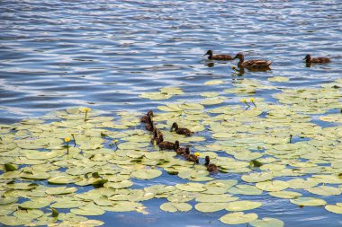 Yaroslavl Damansky adasının kıyısında Ördek