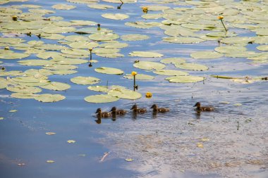 Yaroslavl Damansky adasının kıyısında Ördek