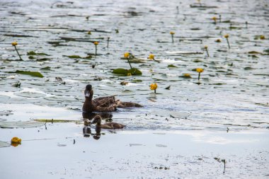 Yaroslavl Damansky adasının kıyısında Ördek