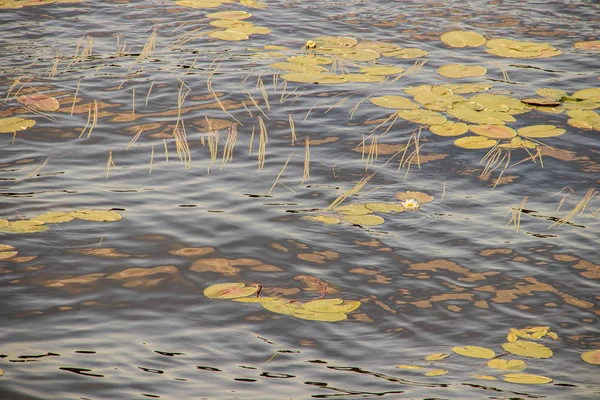 Strelka rośliny wodne rzeki Kotorosl — Zdjęcie stockowe