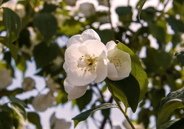 Una delicada flor de Filadelfo. Yaroslavl. Hermoso verano d —  Fotos de Stock