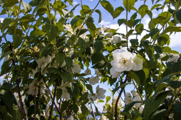 Una delicada flor de Filadelfo. Yaroslavl. Hermoso verano d —  Fotos de Stock