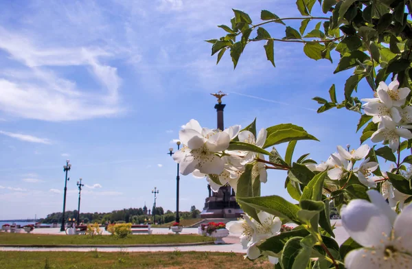 Eine zarte Blüte aus Philadelphus vor dem Hintergrund der — Stockfoto