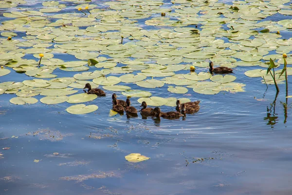 Ente am Ufer der Damanski-Insel Jaroslawl — Stockfoto