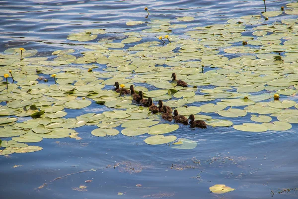 Ente am Ufer der Damanski-Insel Jaroslawl — Stockfoto