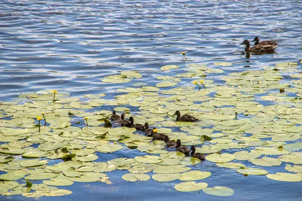 Ente am Ufer der Damanski-Insel Jaroslawl — Stockfoto