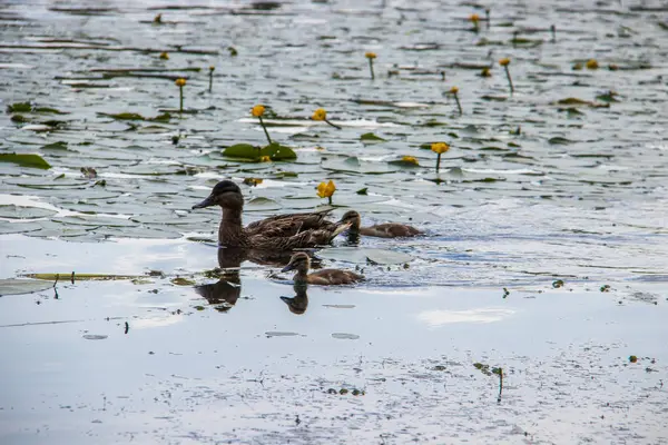 Ente am Ufer der Damanski-Insel Jaroslawl — Stockfoto