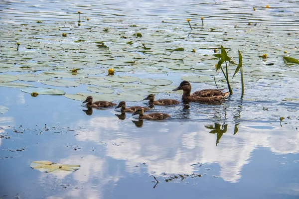 Ente am Ufer der Damanski-Insel Jaroslawl — Stockfoto