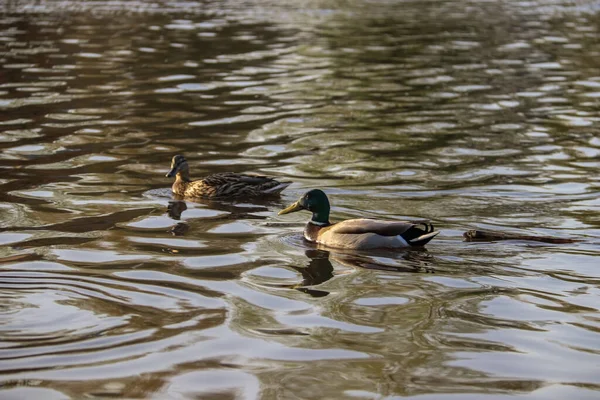 Wologda. schöner Frühlingstag am Ufer der Wologda. — Stockfoto