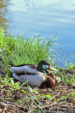 Vologda 'da bahar akşamı. Gölün kıyısındaki ördekler. Kapat 