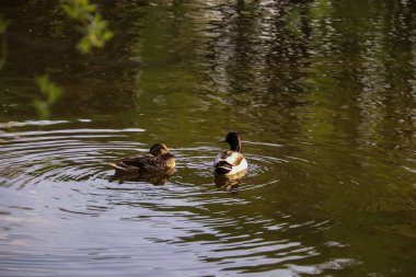 Vologda. Vologda Nehri kıyısında güzel bir bahar günü.