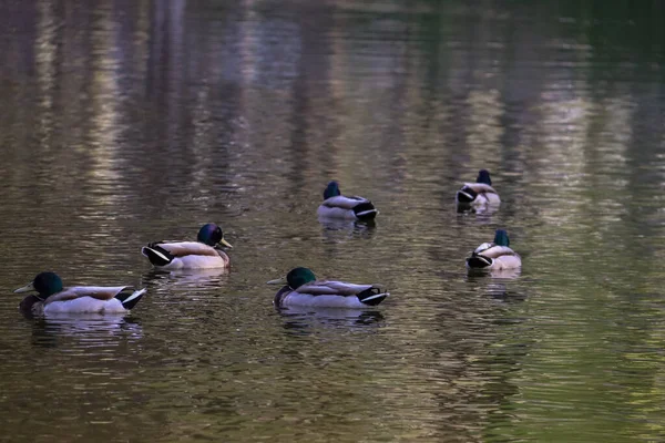 Frühlingsabend in Wologda. Enten am Ufer des Teiches. schließen — Stockfoto