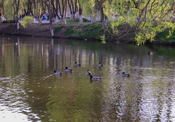 Spring evening in Vologda. Ducks on the Bank of the pond. Close — Stock Photo, Image
