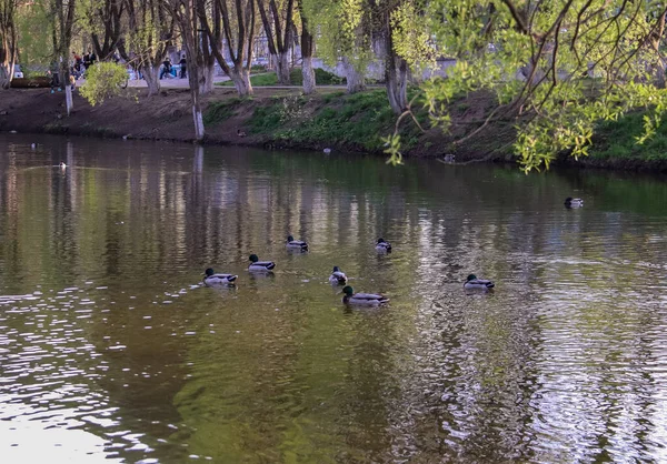 Frühlingsabend in Wologda. Enten am Ufer des Teiches. schließen — Stockfoto