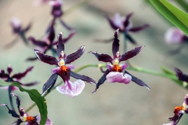 Orkideler. Kapatın. Tropik bitki. Çiçekler.