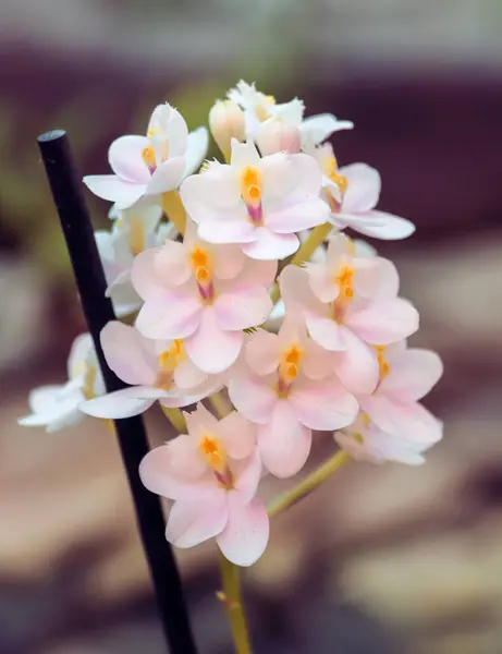 Des orchidées. Ferme là. Plante tropicale. Fleurs — Photo