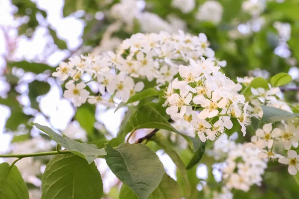 Vologda. Spring evening. Cherry blossoms in the Kremlin Park. — Stock Photo, Image