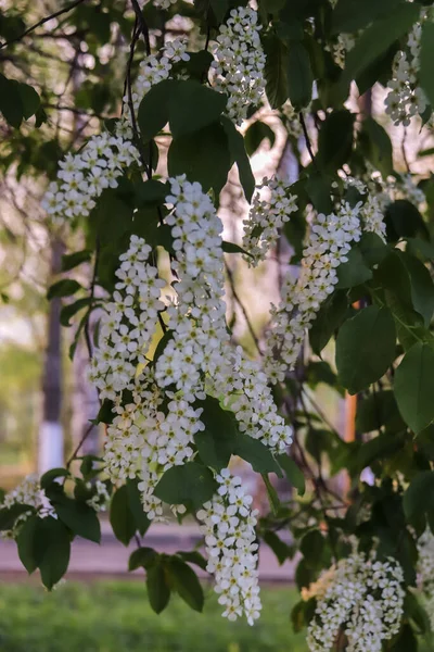 Vologda. Soirée de printemps. Des cerisiers fleurissent dans le parc du Kremlin . — Photo