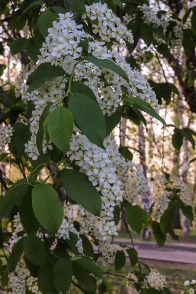 Vologda. Spring evening. Cherry blossoms in the Kremlin Park. — Stock Photo, Image