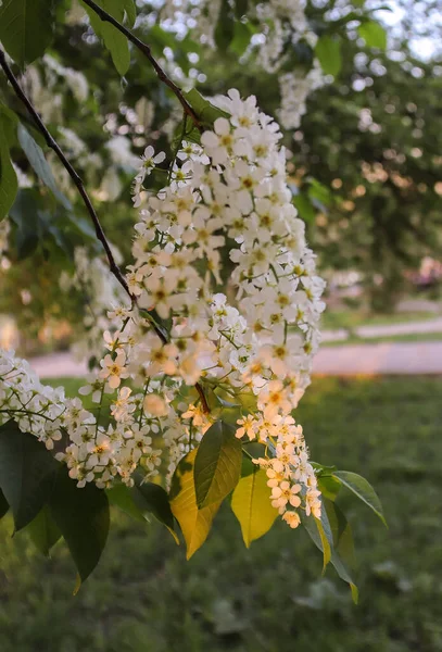 Vologda. Soirée de printemps. Des cerisiers fleurissent dans le parc du Kremlin . — Photo