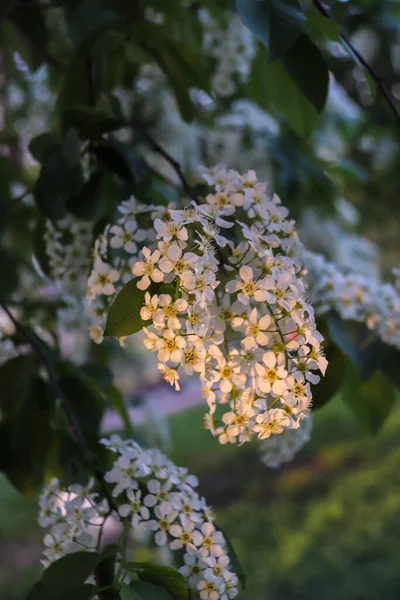 Vologda. Serata primaverile. Fiori di ciliegio nel Parco del Cremlino . — Foto Stock