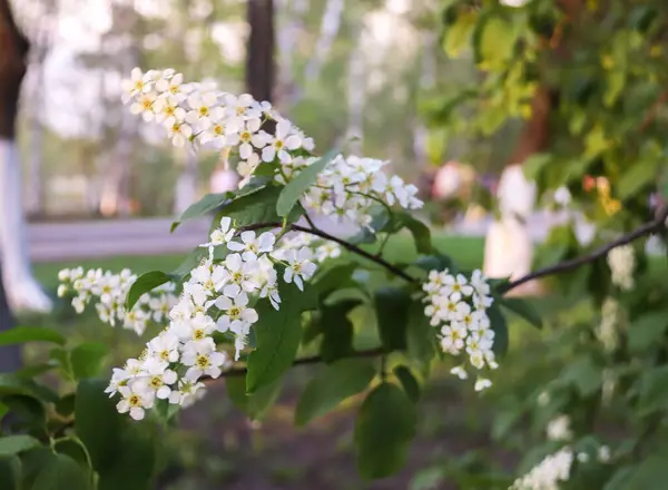 Vologda. Spring evening. Cherry blossoms in the Kremlin Park. — Stock Photo, Image